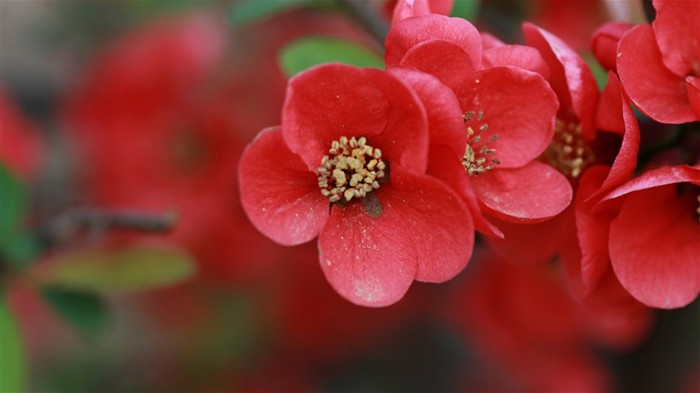 Frühlingsblumen (Minghu Metasequoia Werke) #1