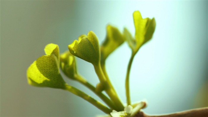 Frühlingsblumen (Minghu Metasequoia Werke) #5
