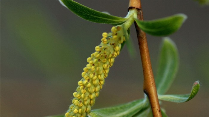Frühlingsblumen (Minghu Metasequoia Werke) #13