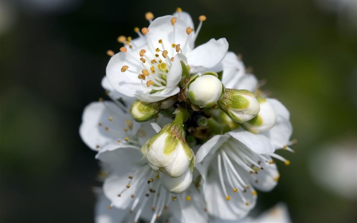 Fond d'écran HD de fleurs colorées #2