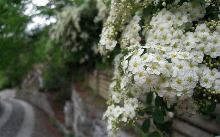 鲜艳夺目花朵高清壁纸7