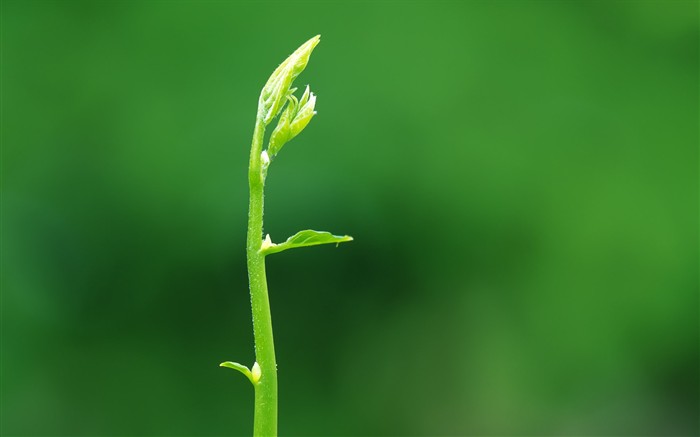 新芽嫩叶高清壁纸(二)9