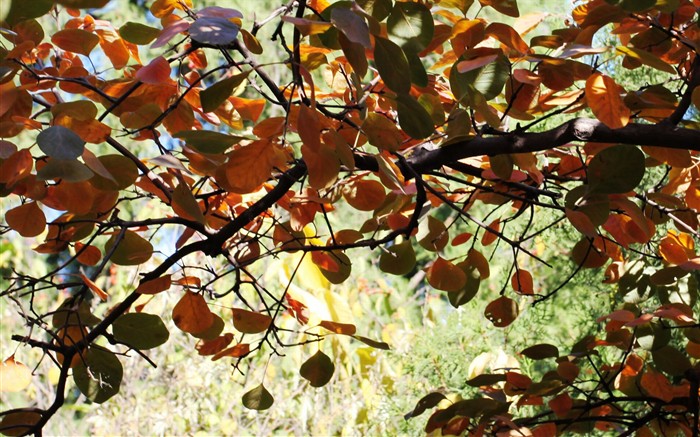 Beijing Tour - Fragrant Hills Park (œuvres GGC) #11