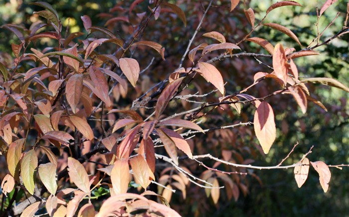 Beijing Tour - Fragrant Hills Park (œuvres GGC) #12