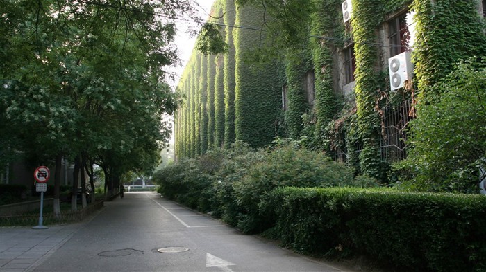 Glimpse of Peking University (Minghu Metasequoia works) #17