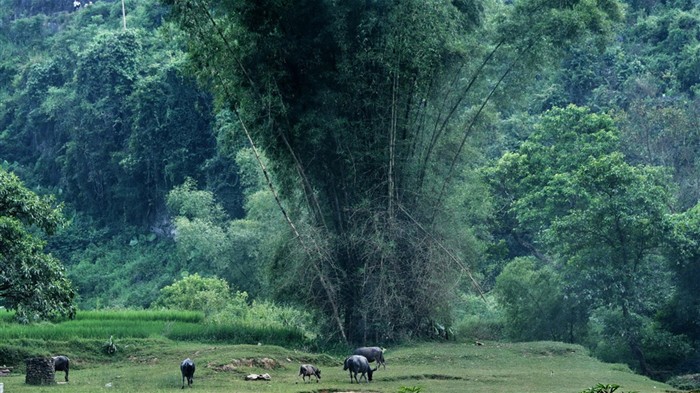 Detian Falls (Minghu œuvres Metasequoia) #8