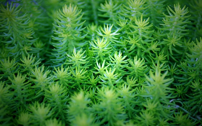 清新綠色植物壁紙 #8
