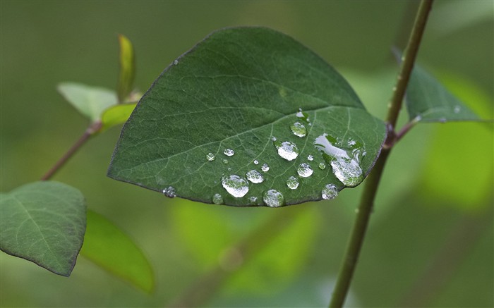 超大叶脉花草高清壁纸8