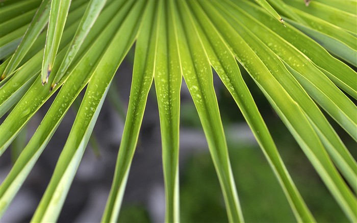 超大叶脉花草高清壁纸13