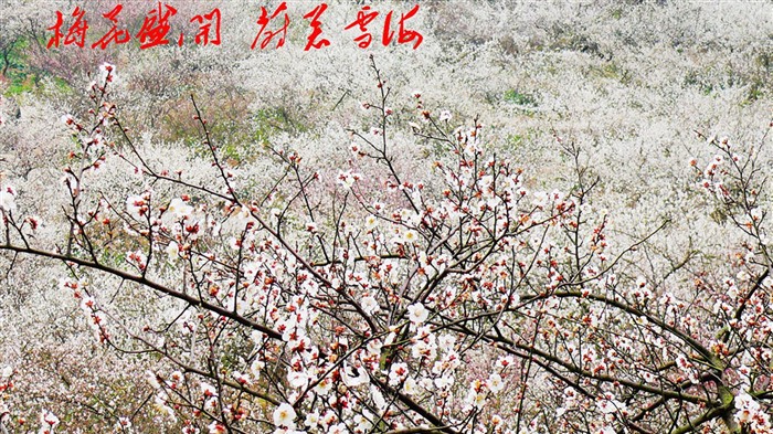 花(ggc作品) #3