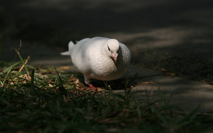 佳能 EOS 5D 样张壁纸 (评测样张)1