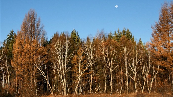 Paddock Saihanba (Minghu obras Metasequoia) #7