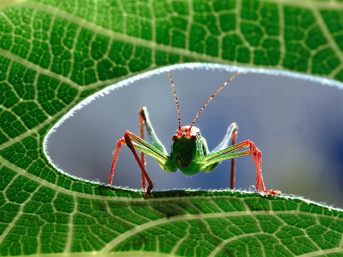 Fondo de pantalla de fotos de insectos #1