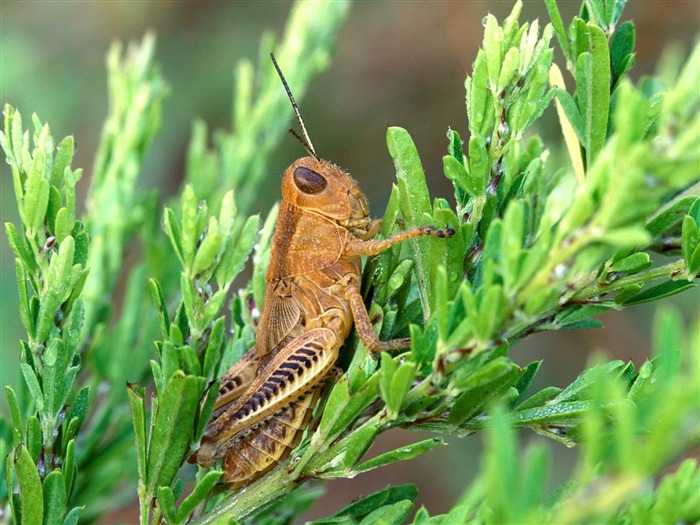 Fondo de pantalla de fotos de insectos #2