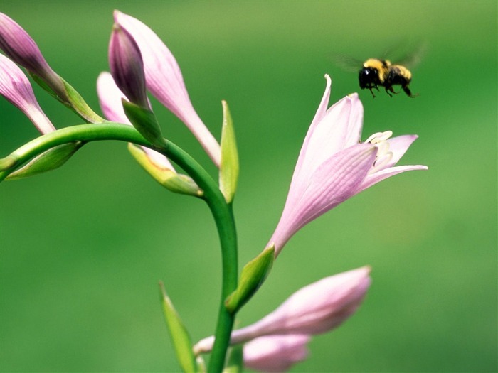 Fondo de pantalla de fotos de insectos #3