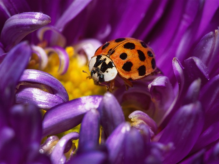 Fondo de pantalla de fotos de insectos #6