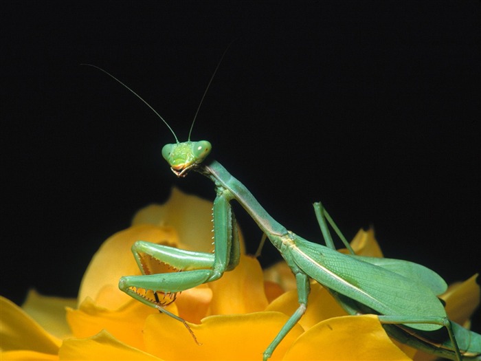 Fondo de pantalla de fotos de insectos #8