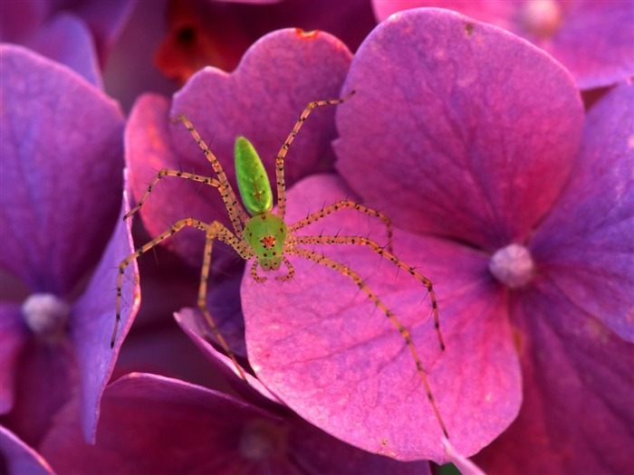 Fondo de pantalla de fotos de insectos #10