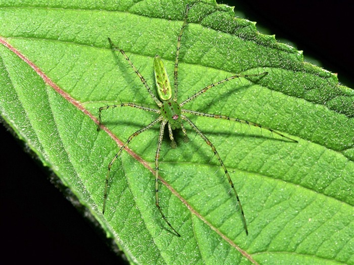 Fondo de pantalla de fotos de insectos #14