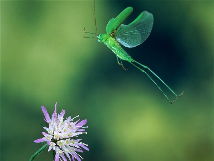 Fondo de pantalla de fotos de insectos #16