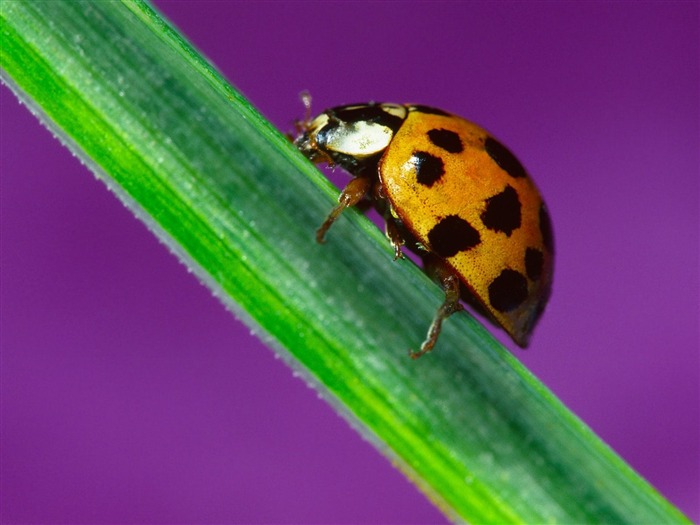 Fondo de pantalla de fotos de insectos #18