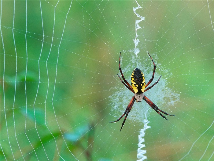 Fondo de pantalla de fotos de insectos #20