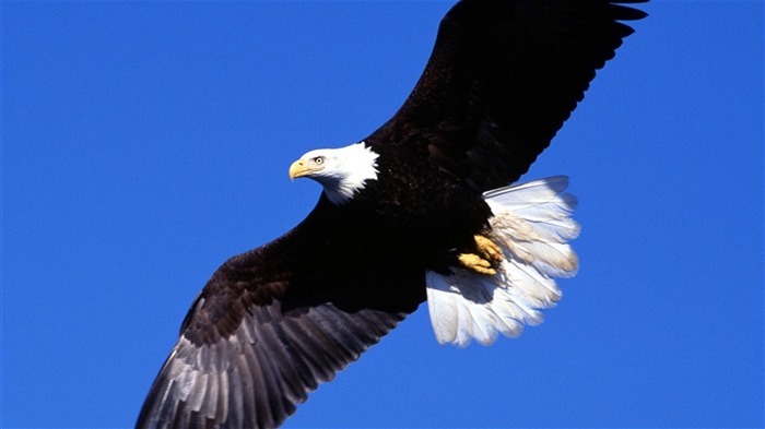 las alas del águila volar fondo de pantalla #1