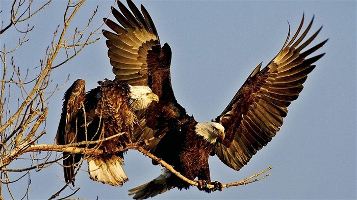 las alas del águila volar fondo de pantalla #3