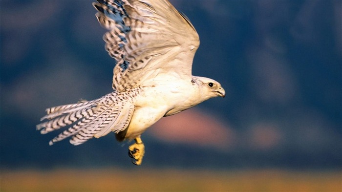 las alas del águila volar fondo de pantalla #5