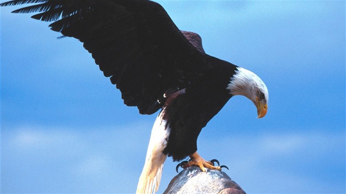 las alas del águila volar fondo de pantalla #6