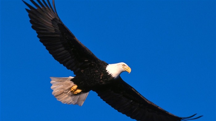 Eagle wings fly wallpaper #8