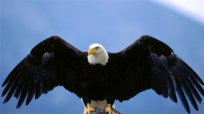 Eagle wings fly wallpaper #9