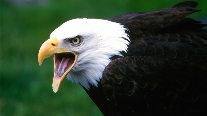 las alas del águila volar fondo de pantalla #10