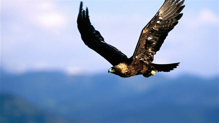 las alas del águila volar fondo de pantalla #11