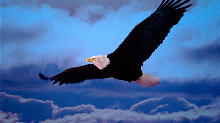 Eagle wings fly wallpaper #12