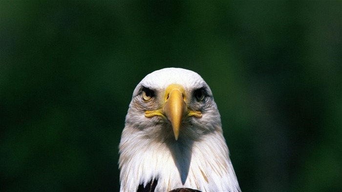 las alas del águila volar fondo de pantalla #14