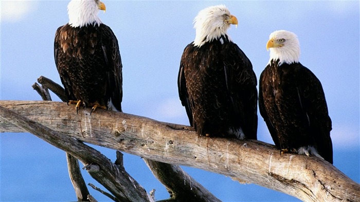 las alas del águila volar fondo de pantalla #15