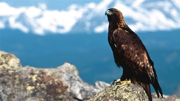 des ailes d'aigle voler fond d'écran #16