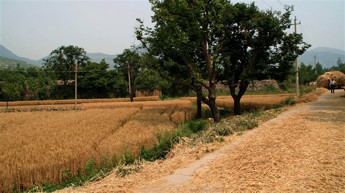 Wheat familiar (Minghu Metasequoia works) #1