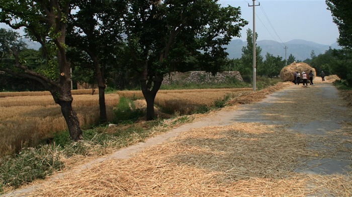 Wheat familiar (Minghu Metasequoia works) #6