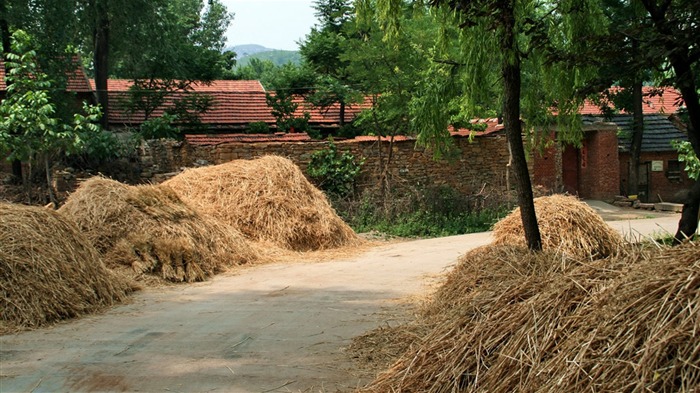 Wheat familiar (Minghu Metasequoia works) #9