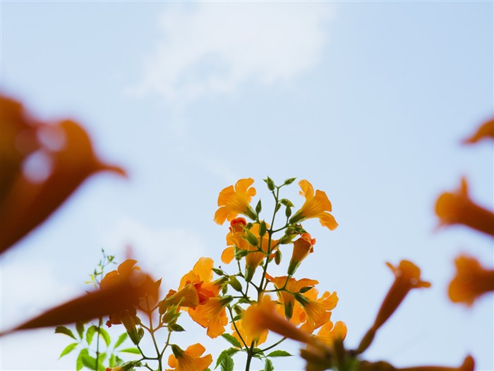 晴れた空の花の下で #3