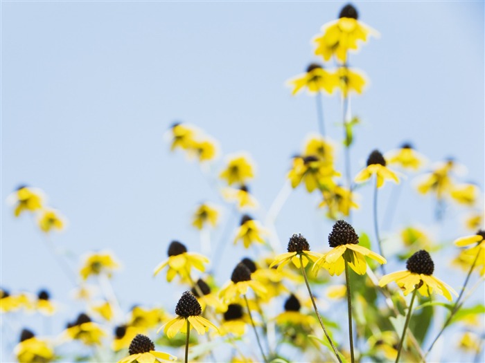 Under clear sky flowers #6