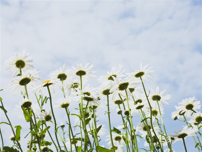 Under clear sky flowers #10