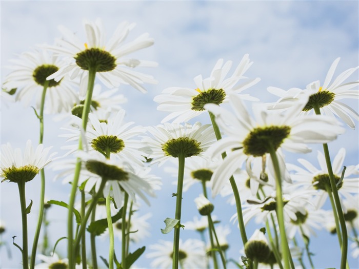 Bajo flores cielo despejado #11