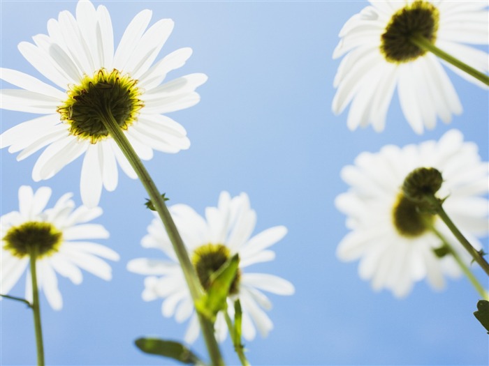 Under clear sky flowers #12