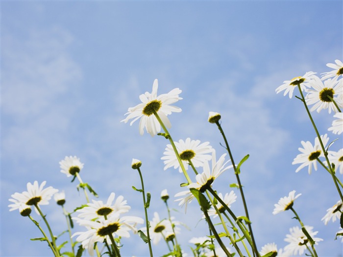 Bajo flores cielo despejado #13