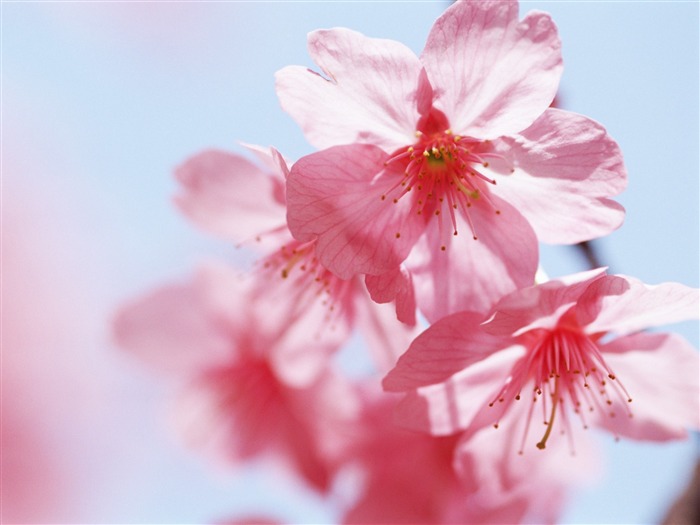 Under clear sky flowers #15