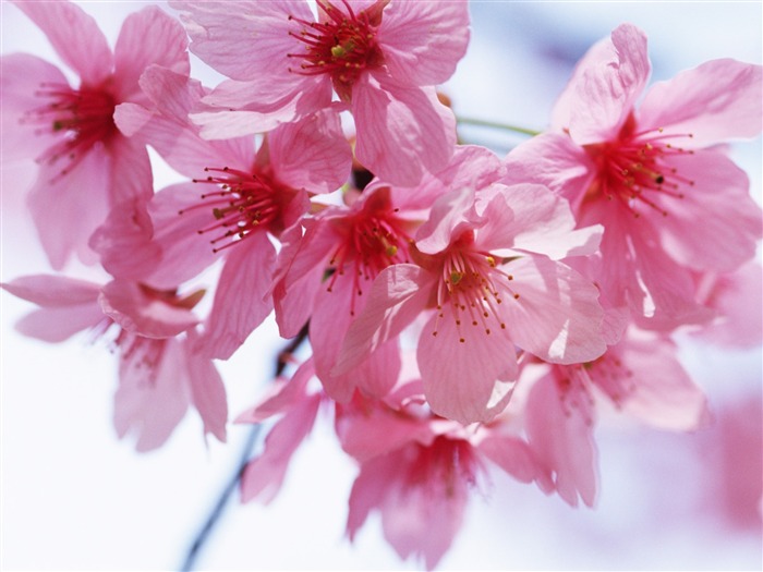 Under clear sky flowers #16