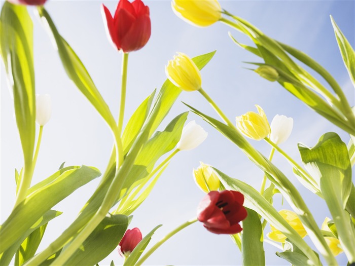 Under clear sky flowers #17